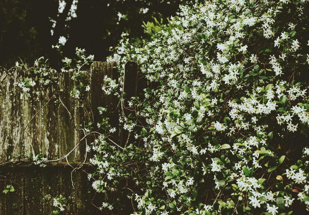 Eucalan Delicate Wash - Jasmine, 100ml