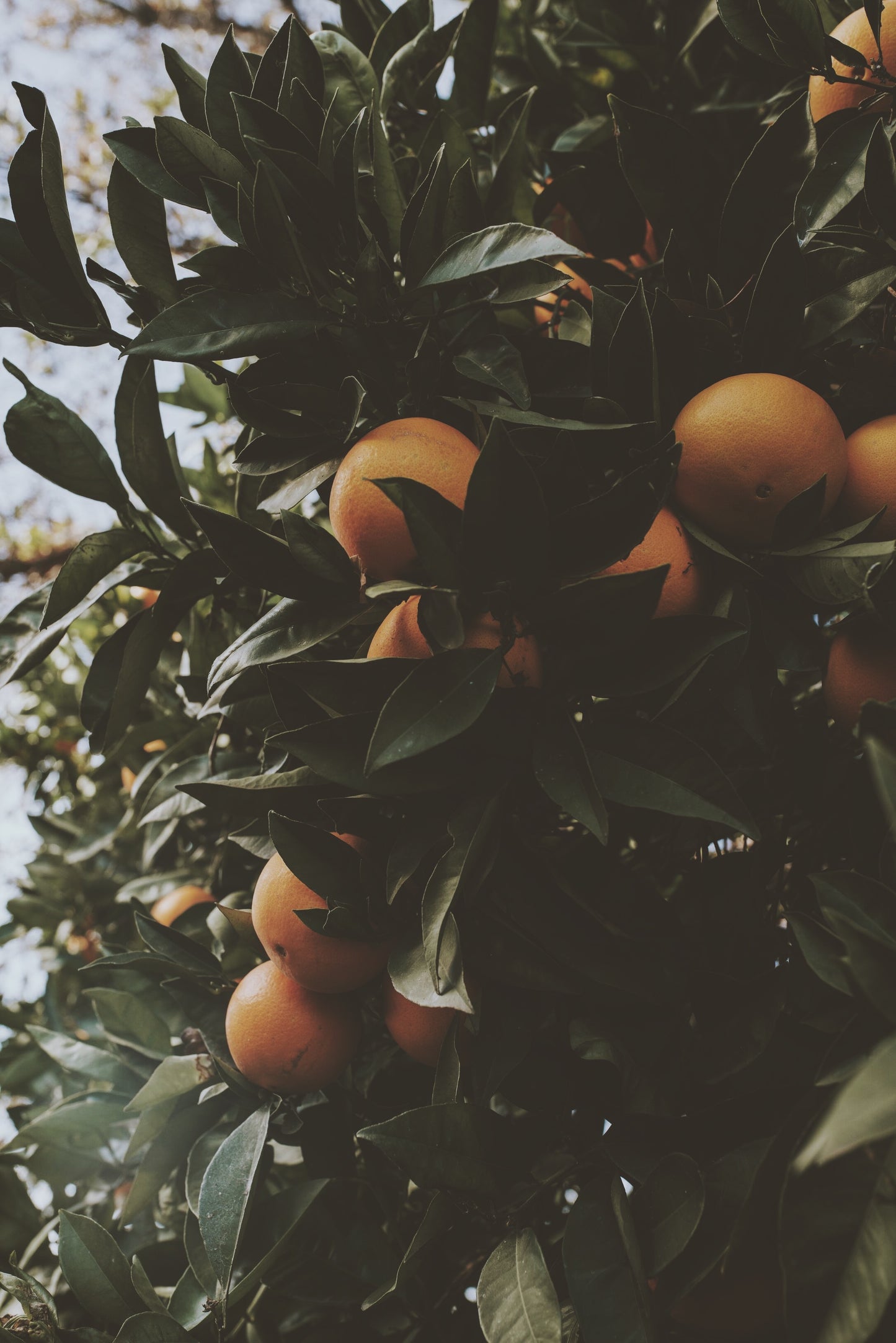 Eucalan Delicate Wash - Grapefruit, 100ml