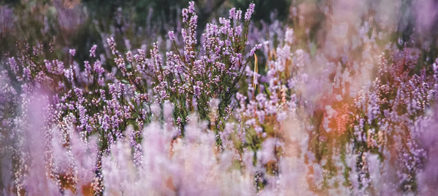 Eucalan Delicate Wash - Lavender, 100ml